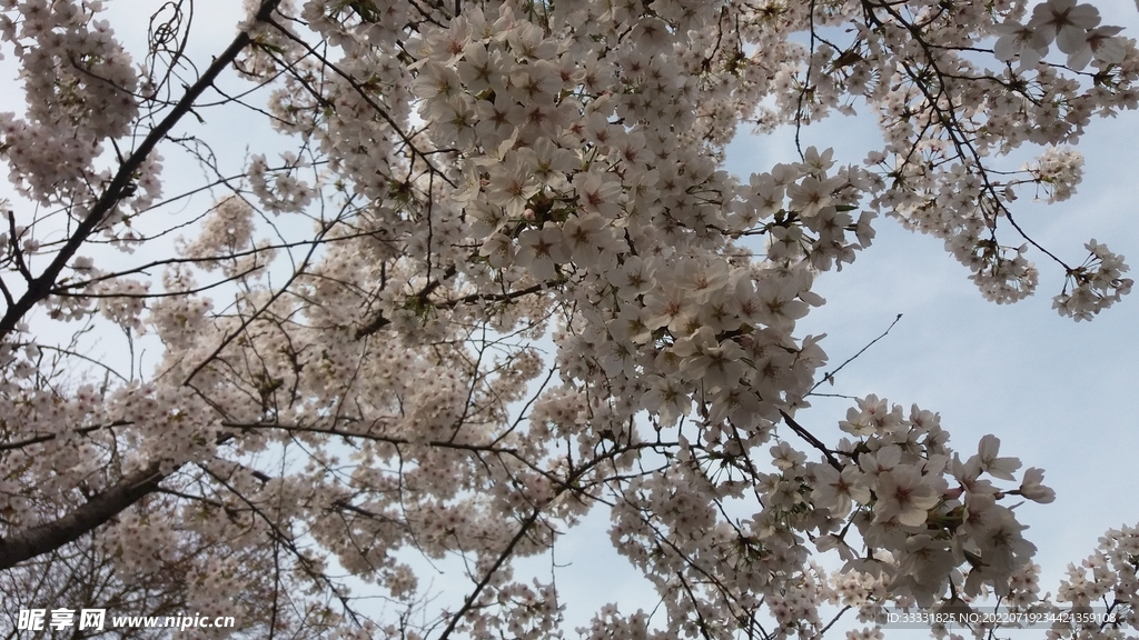 樱花