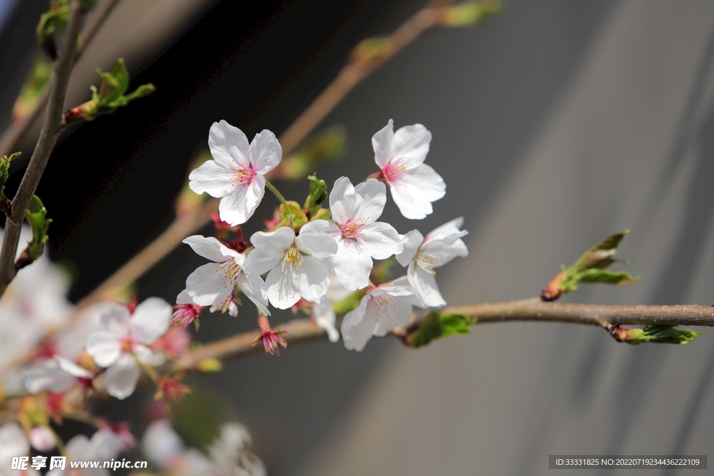樱花