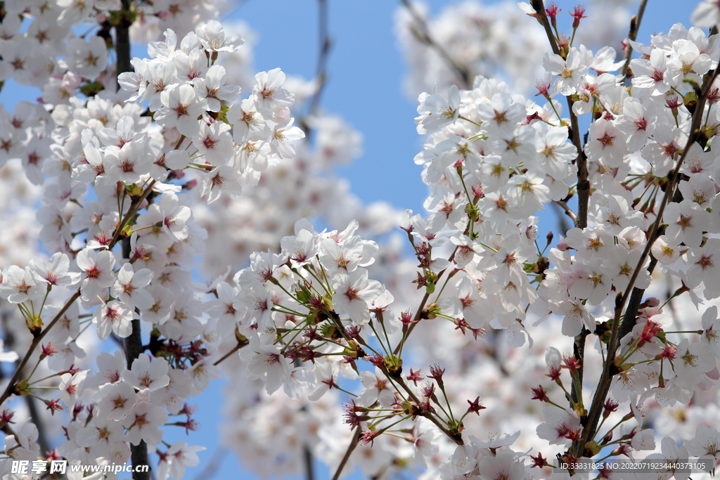 樱花