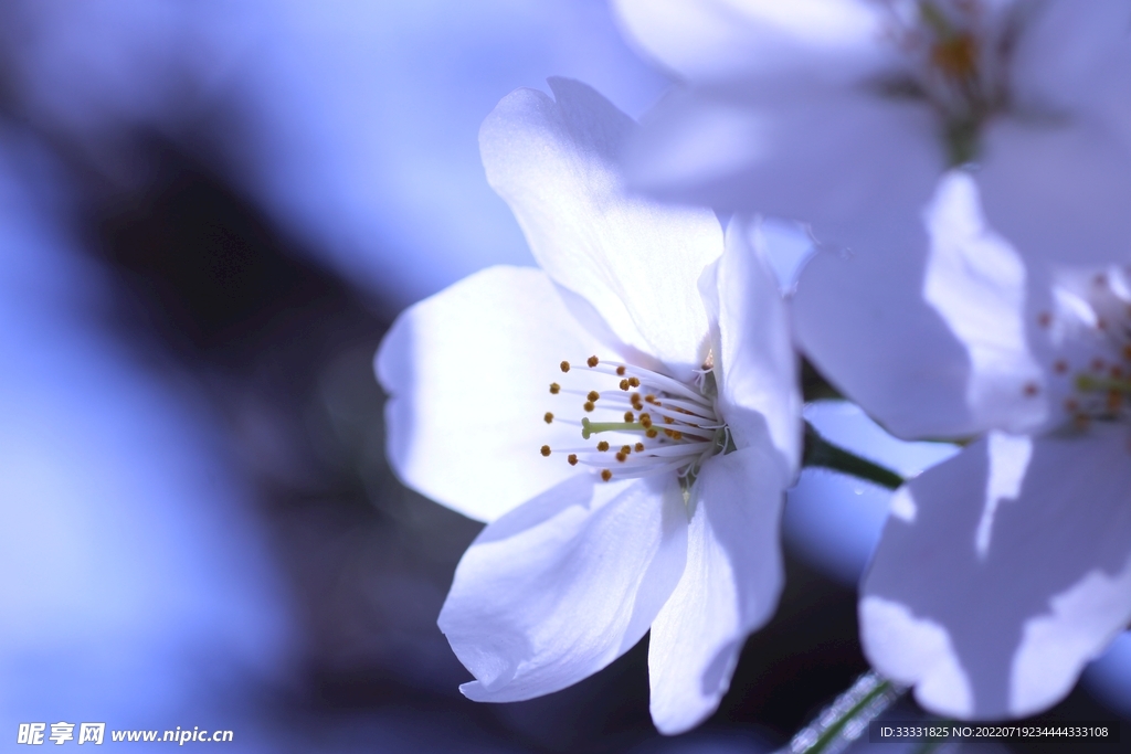 樱花