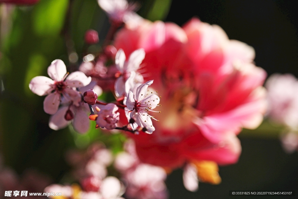 樱花