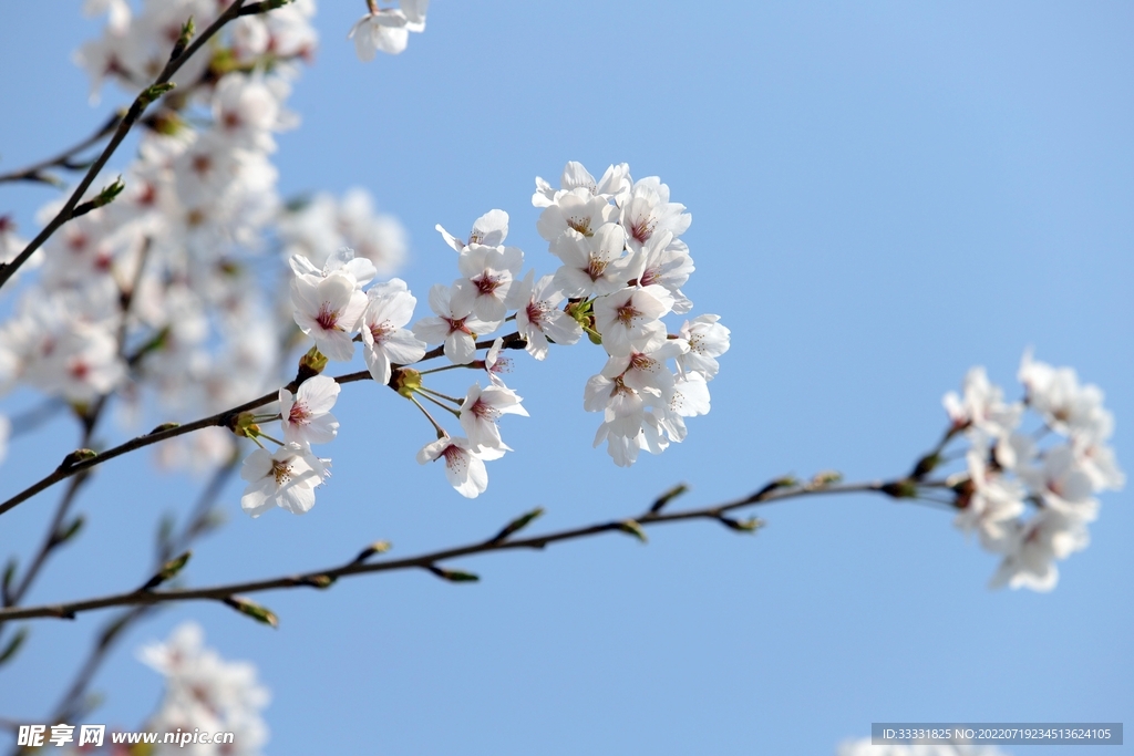 樱花