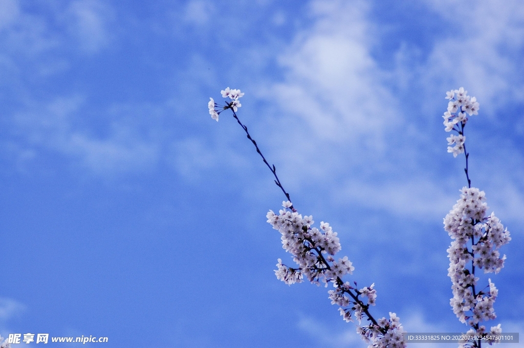 樱花