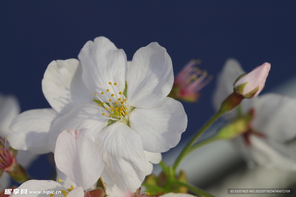 樱花