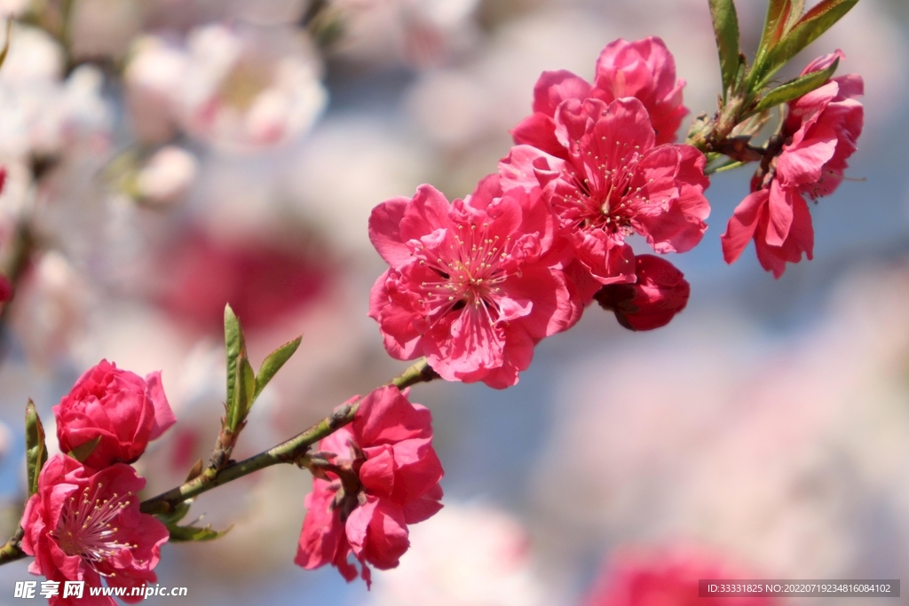 樱花