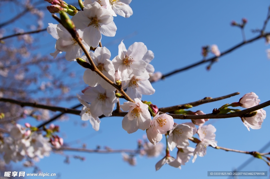 樱花