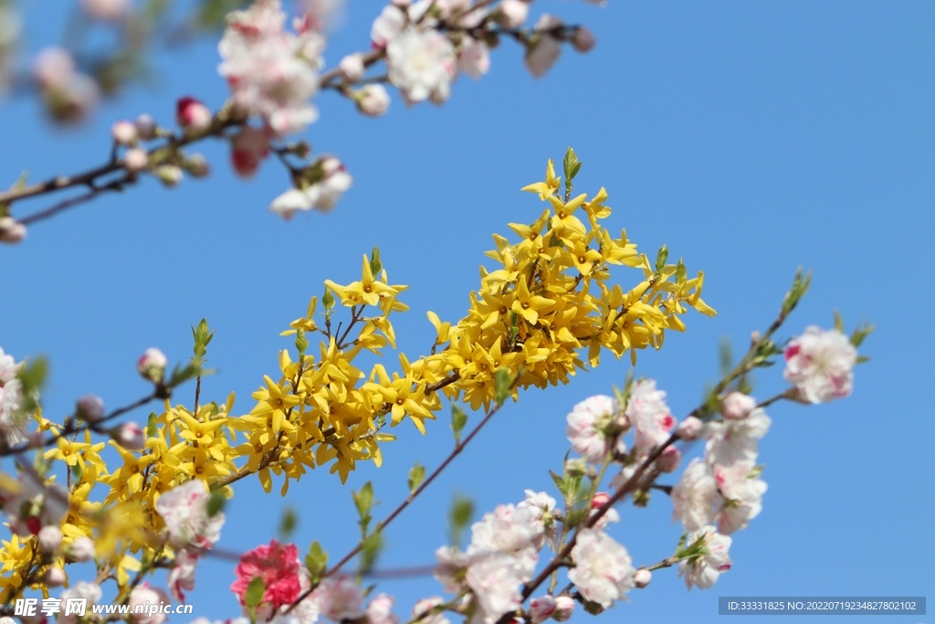 樱花
