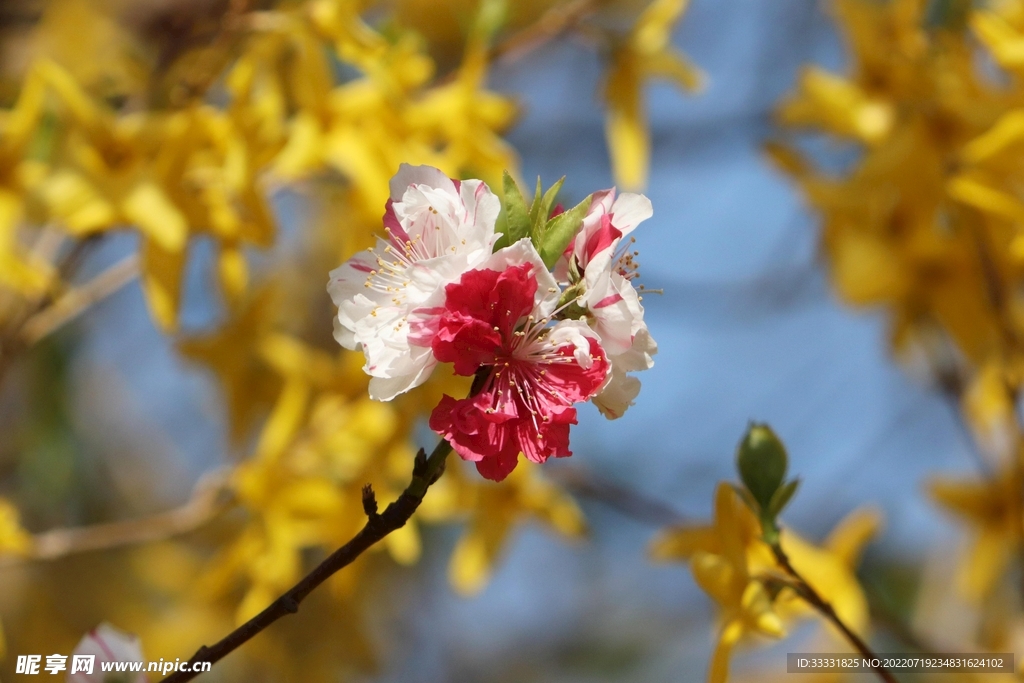 樱花