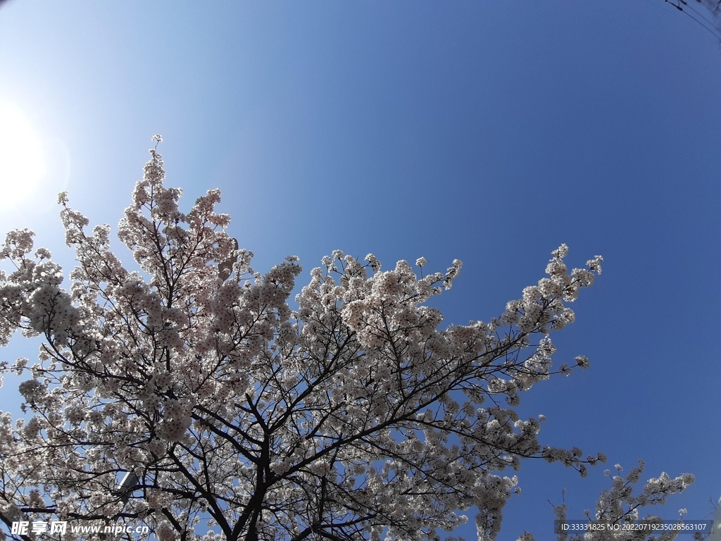 樱花