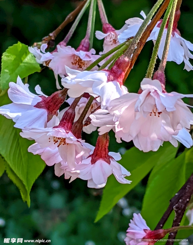 樱花