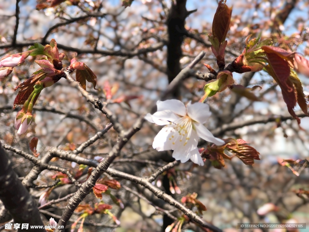 樱花