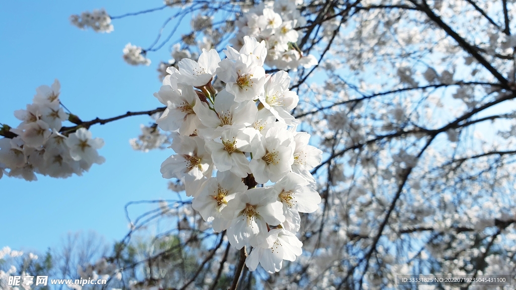樱花
