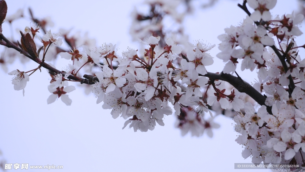 樱花