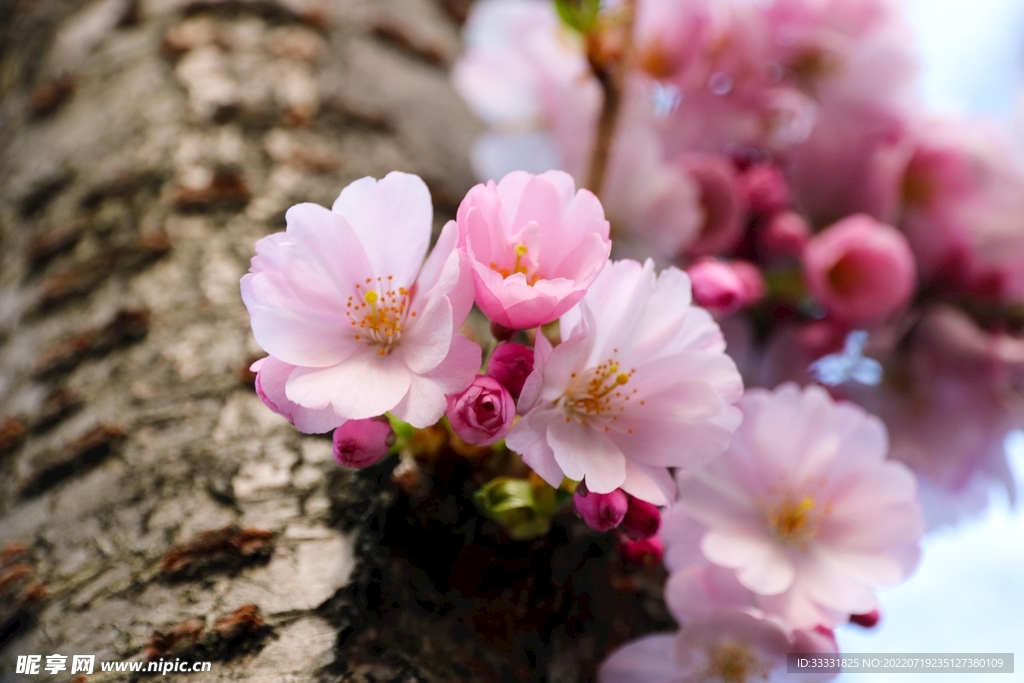 樱花