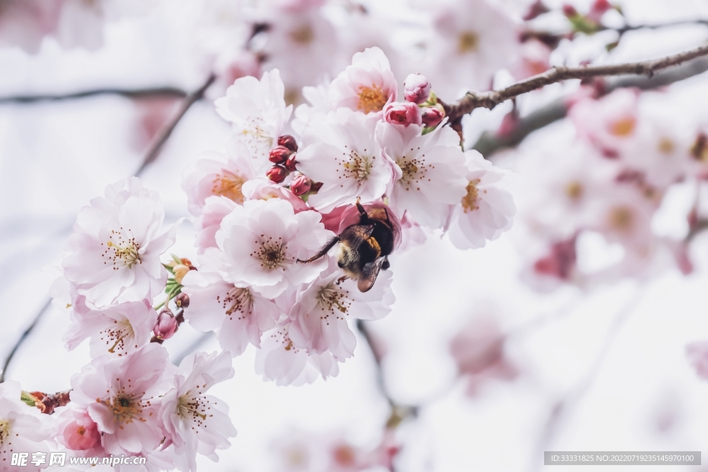 樱花