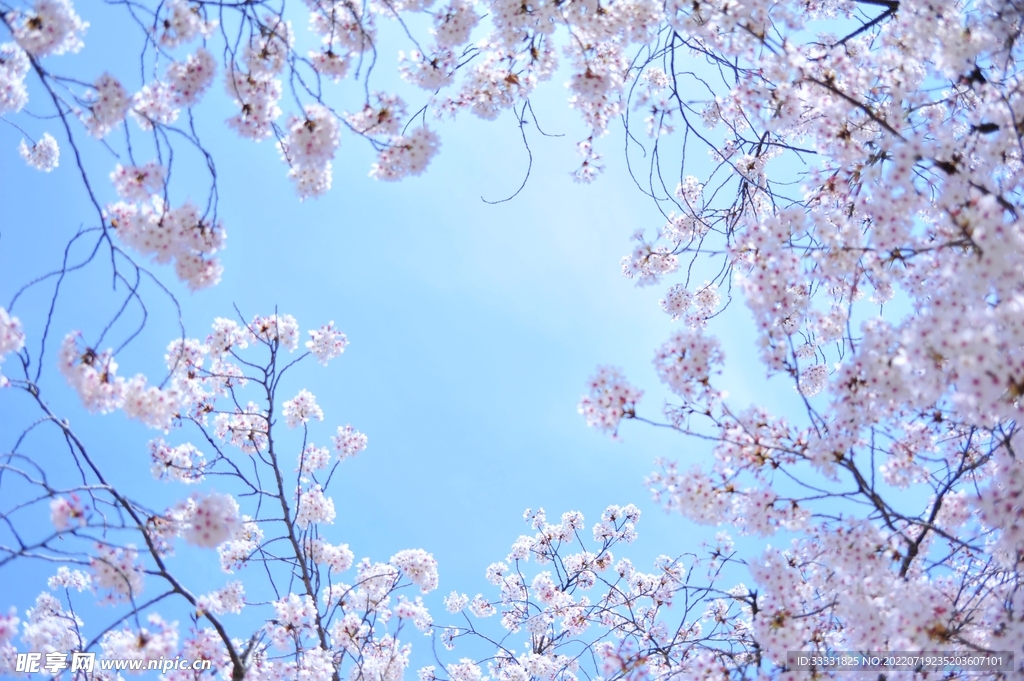 樱花