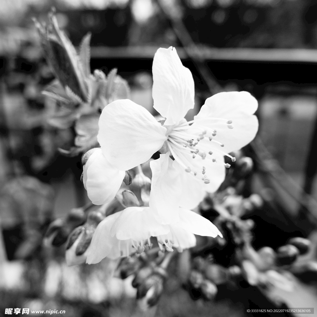樱花