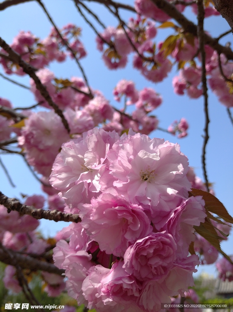 樱花