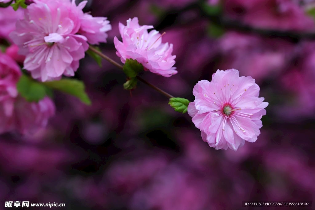 樱花