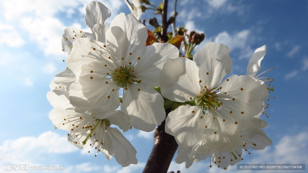 樱花