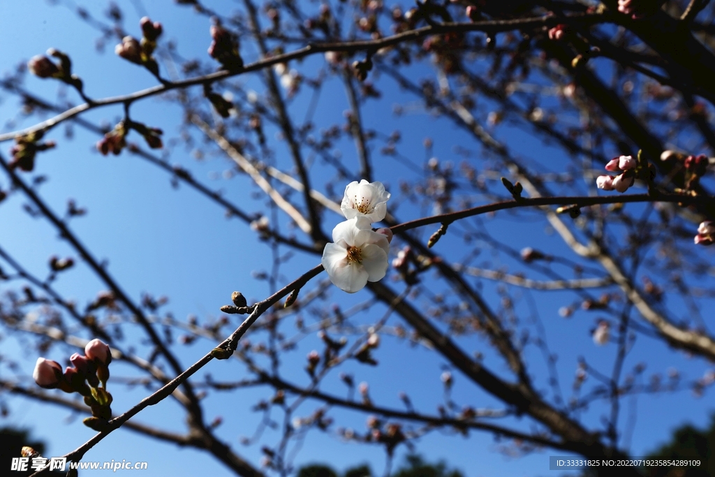 樱花