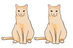 橙色猫