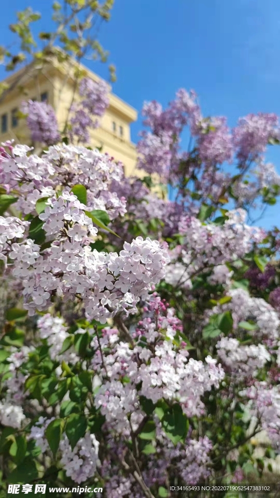 盛开的丁香花