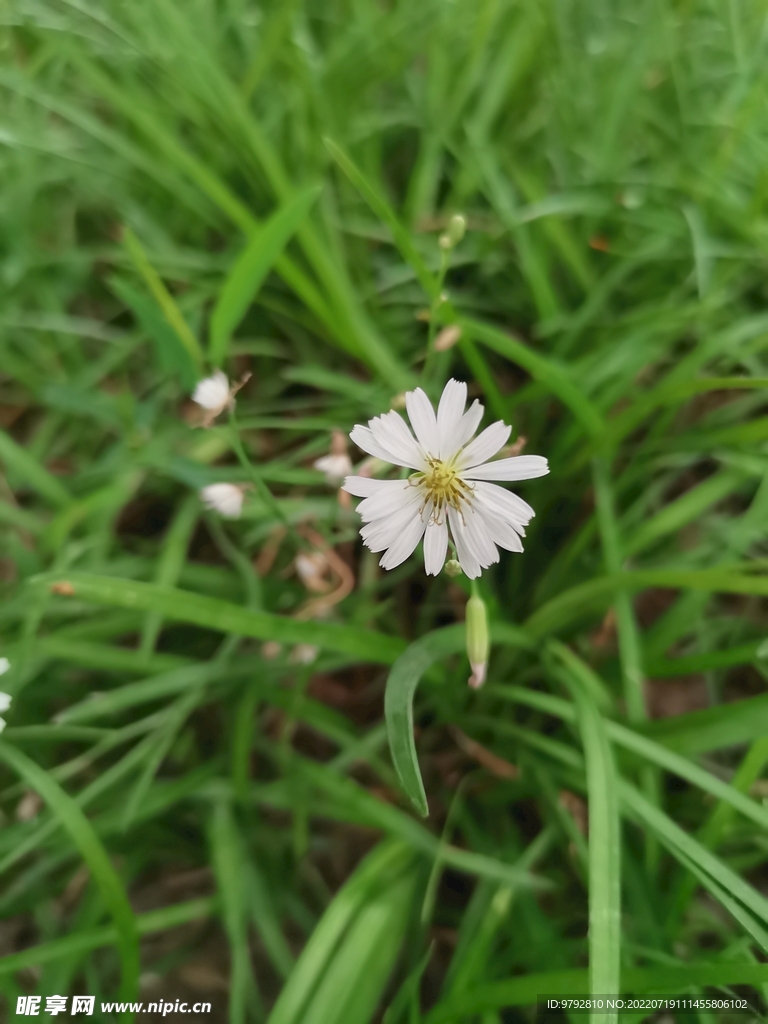 苦菜花