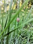 草地蜗牛
