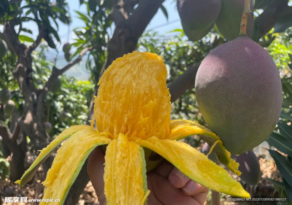 芒果