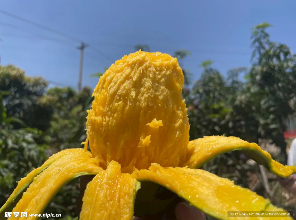 芒果