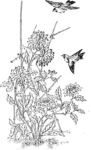花鸟