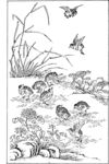 花鸟