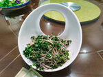 绿豆芽