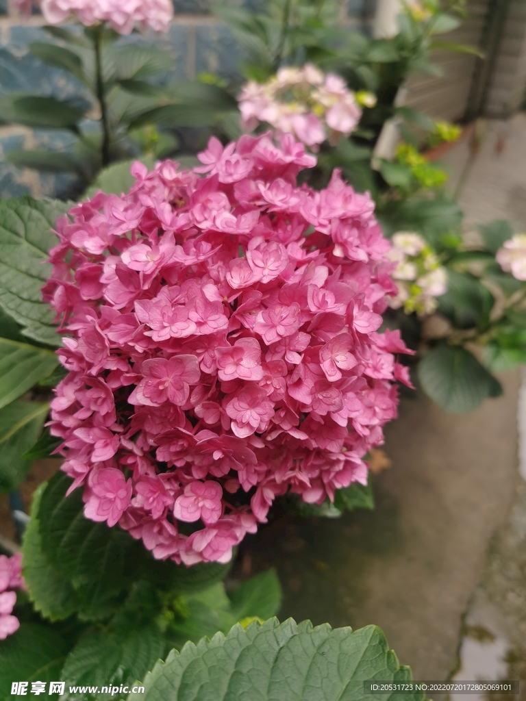 绣球