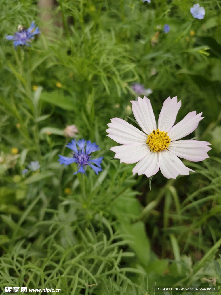 白色小雏菊绿色花草植物