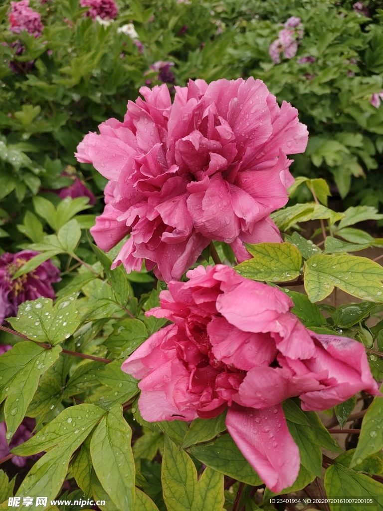 雨后牡丹花魏紫