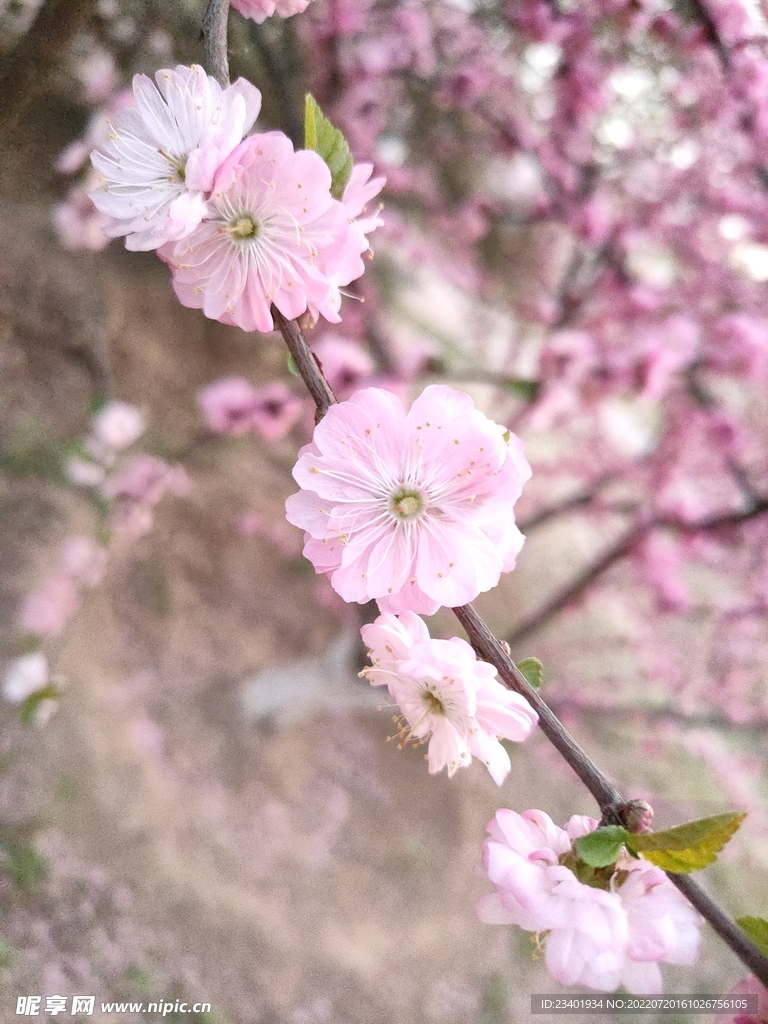 春季重瓣粉色樱花