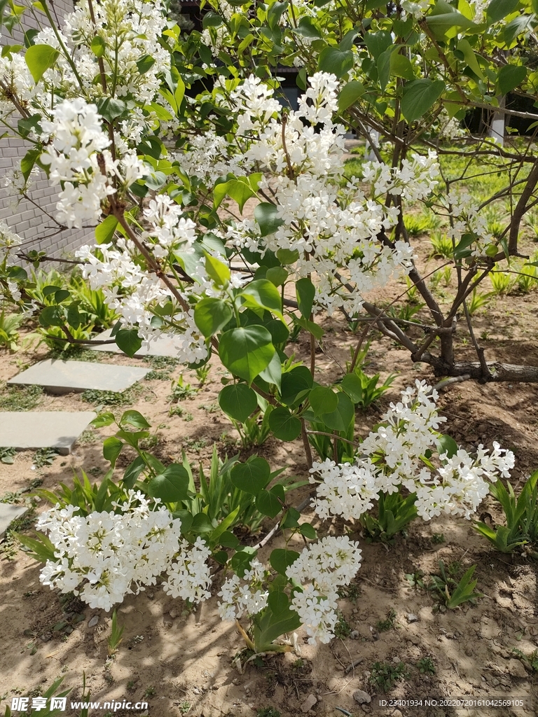 白色花树花草