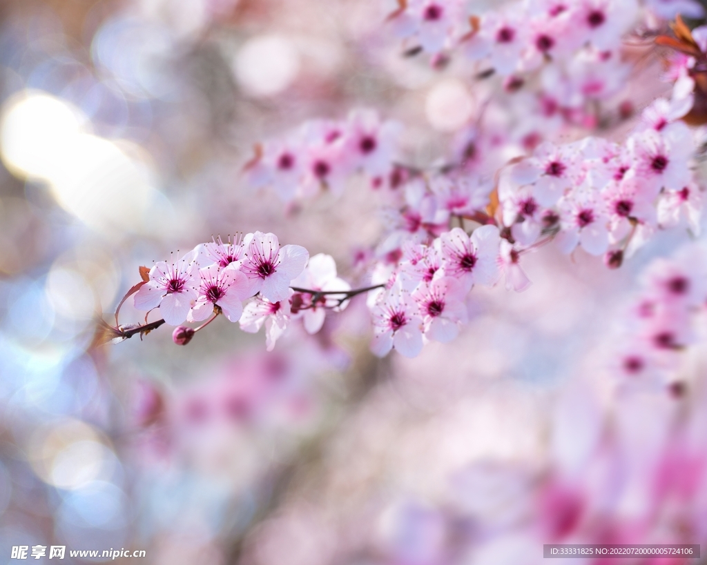 樱花