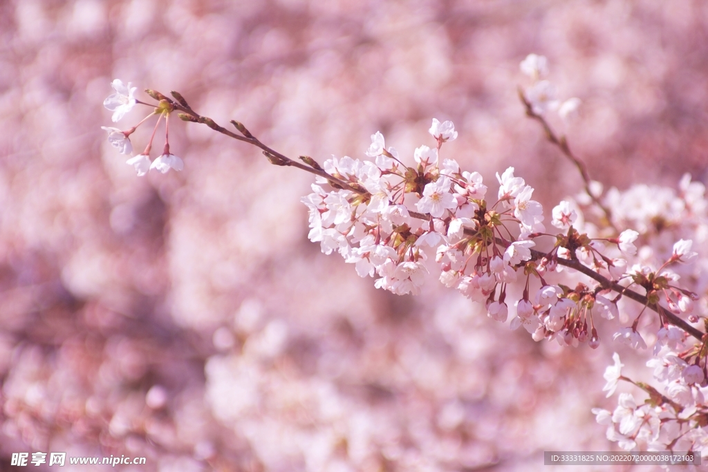 樱花