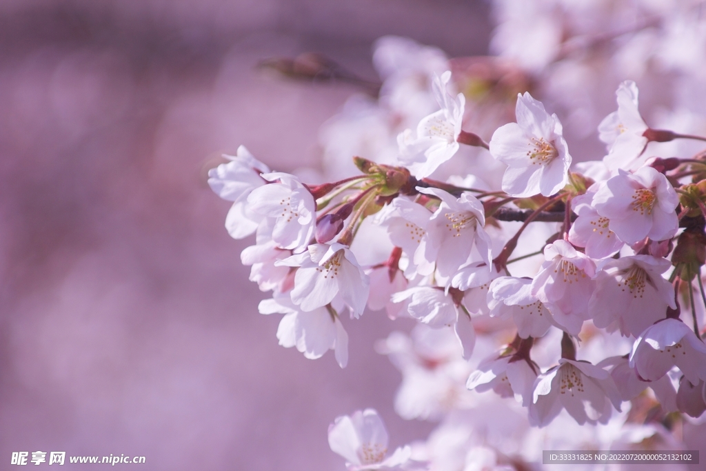 樱花