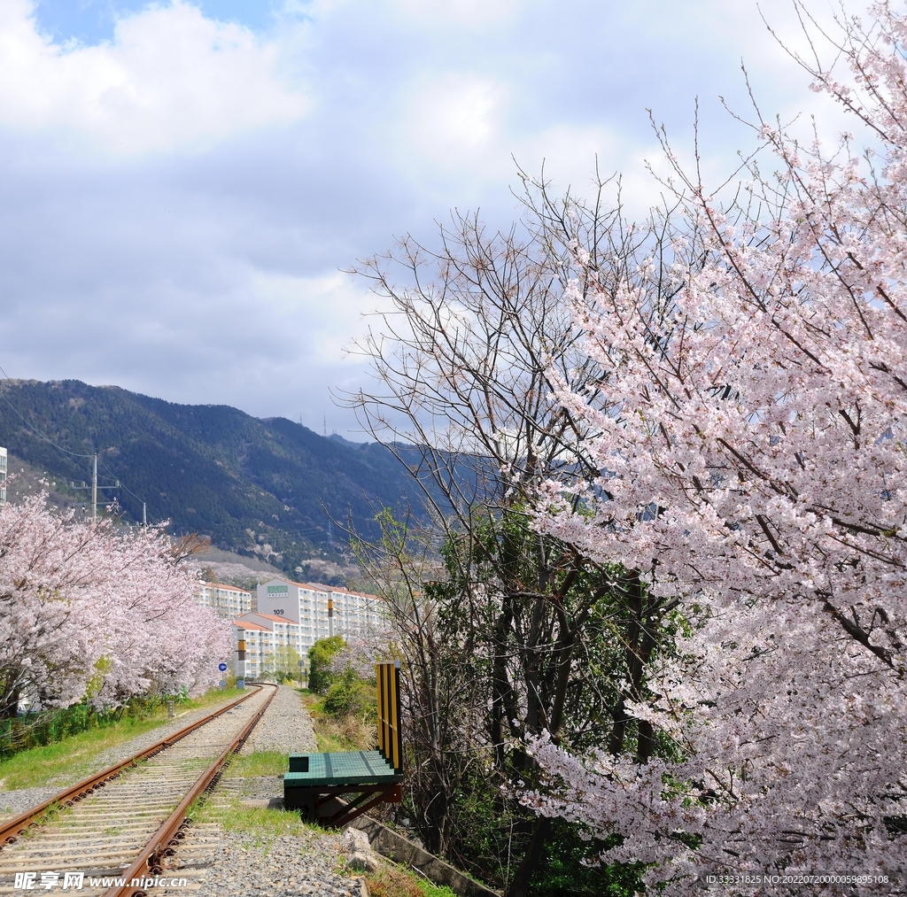 樱花