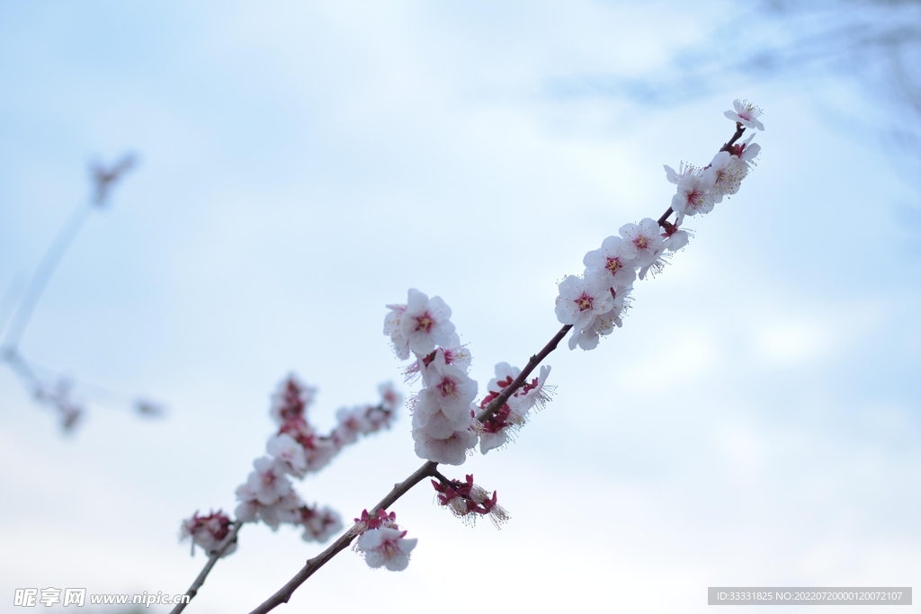 樱花