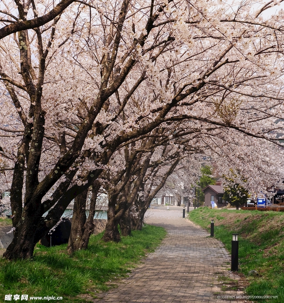 樱花