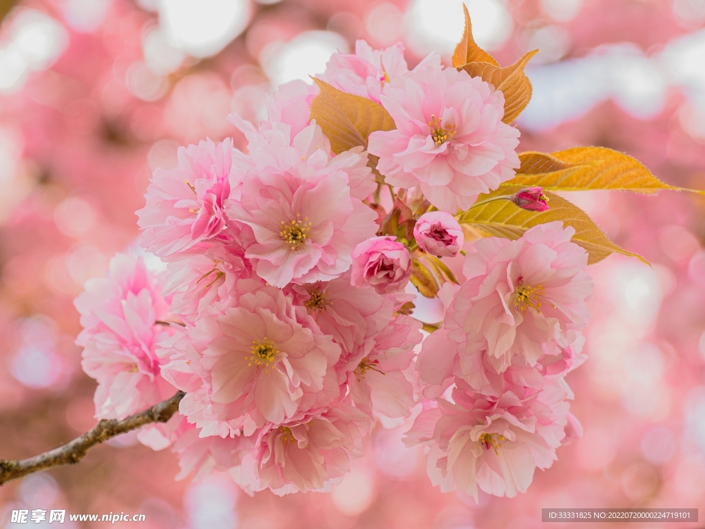 樱花