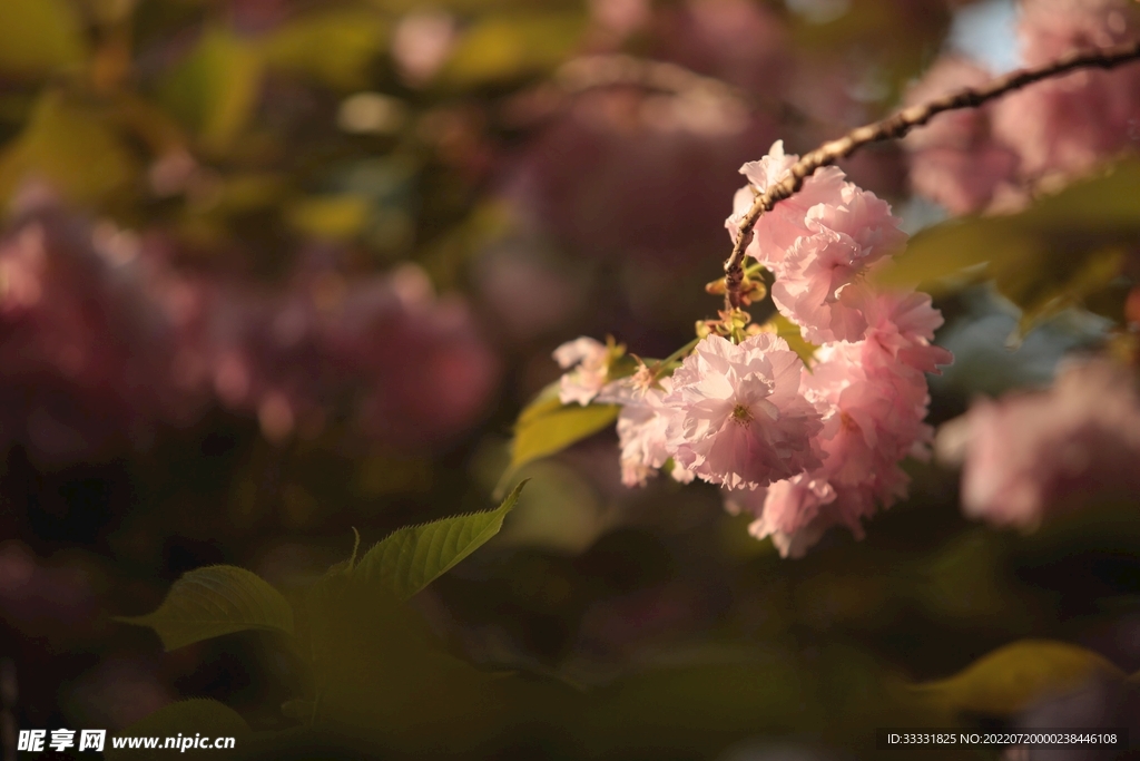 樱花