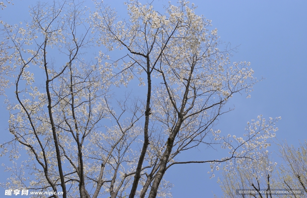 樱花