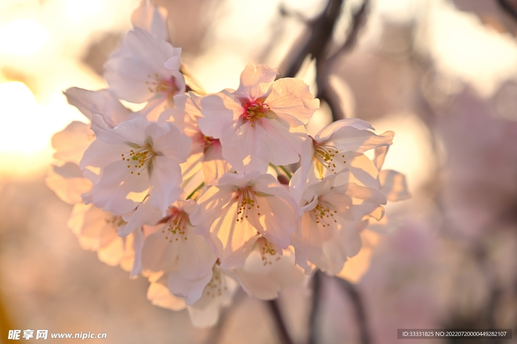 樱花