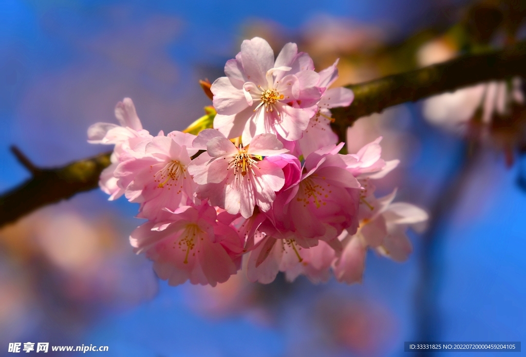 樱花